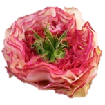 Charming Corneille Roses de jardin d'Equateur Ethiflora